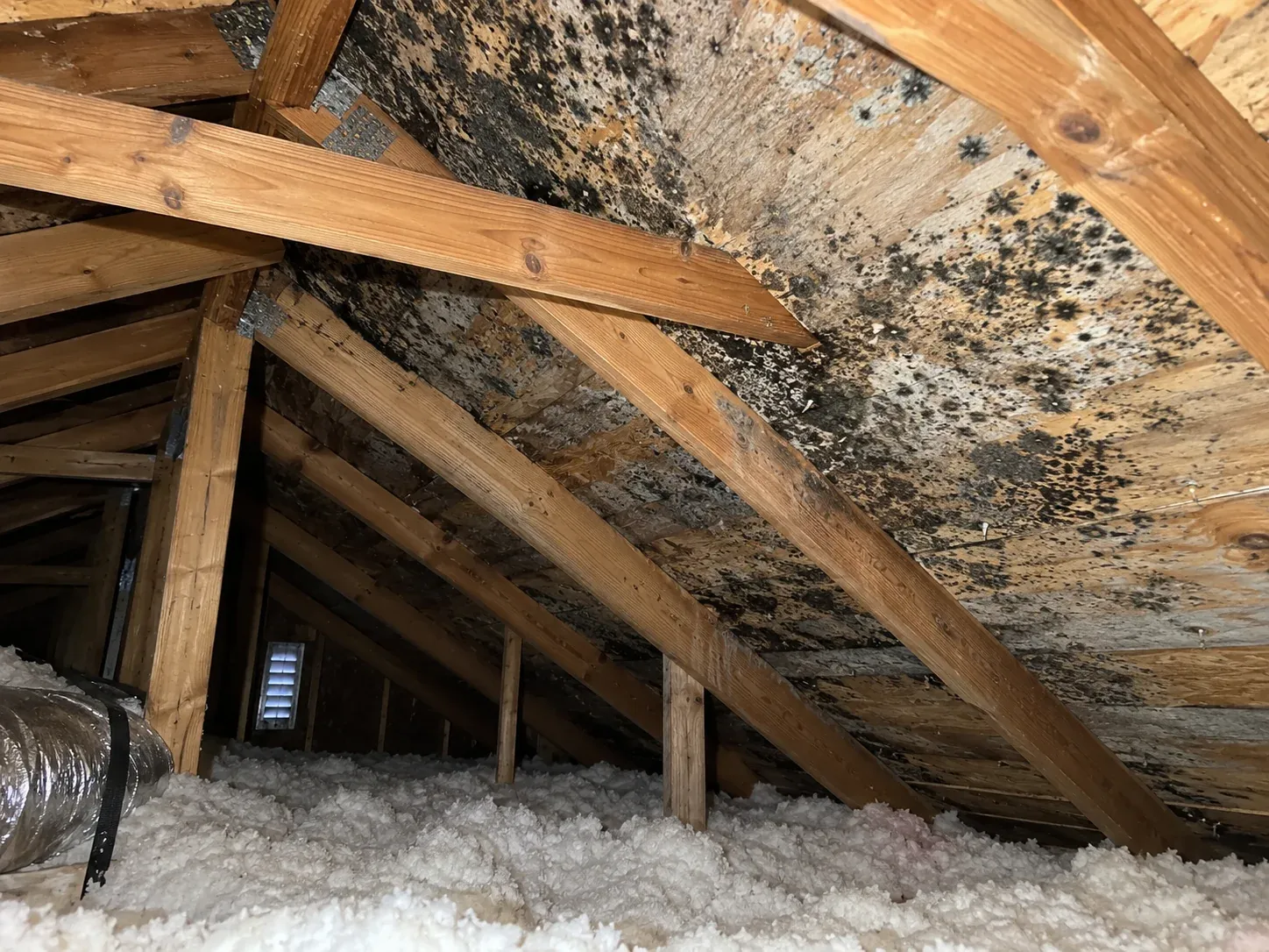 Dark speckled staining on attic roof sheathing above rafters and insulation
